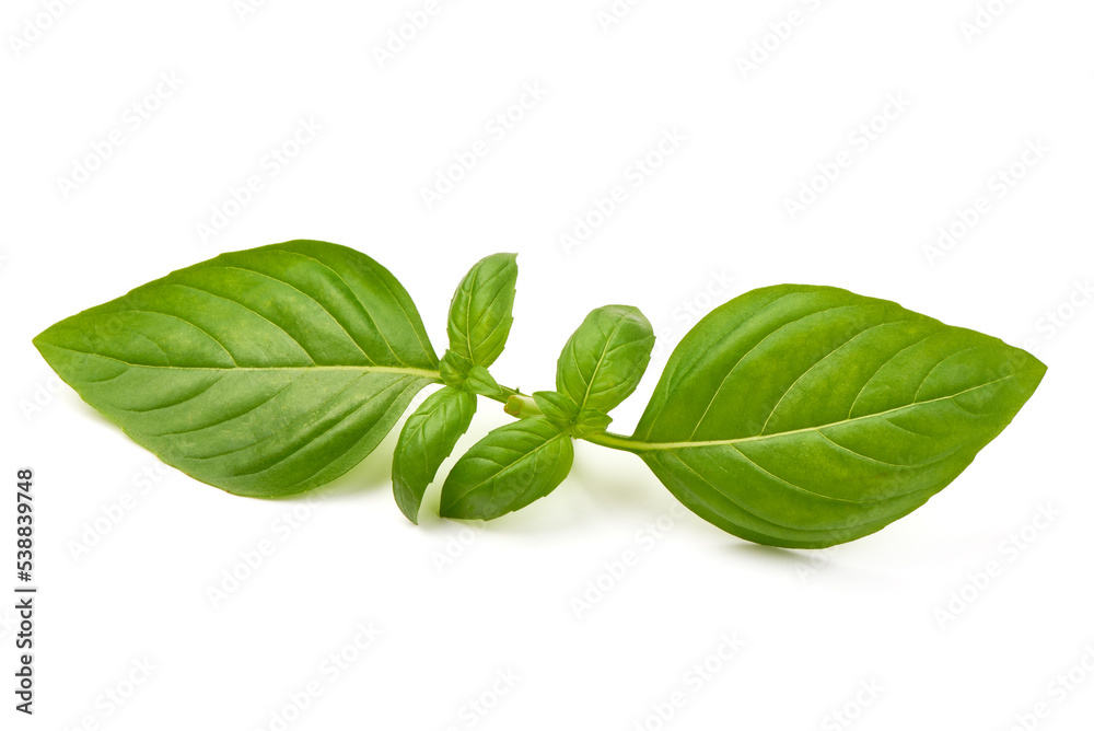 Sweet basil herb leaves, close-up, isolated on white background. Sweet Genovese basil. Sweet basil herb leaves, close-up, isolated on white background. Sweet Genovese basil.