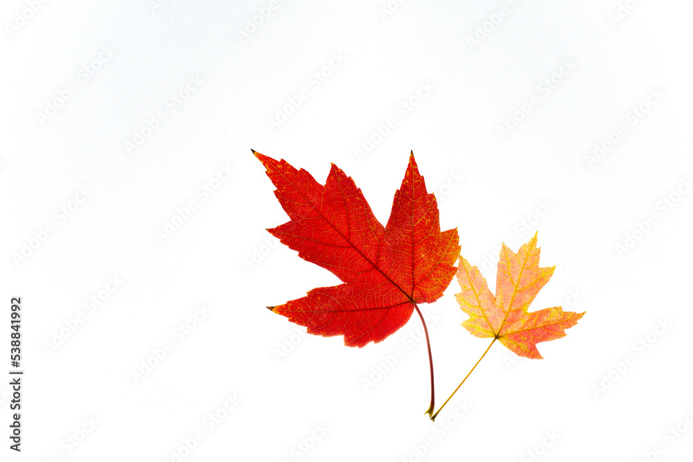 Two maple leaves yellow and red isolated on white background.Isolated leaves.Copy space .Autumn red and yellow leaves on white background, top view Two maple leaves yellow and red isolated on white background.Isolated leaves.Copy space .Autumn red and yellow leaves on white background, top view