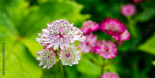 Beautiful flowers in the garden with green background
