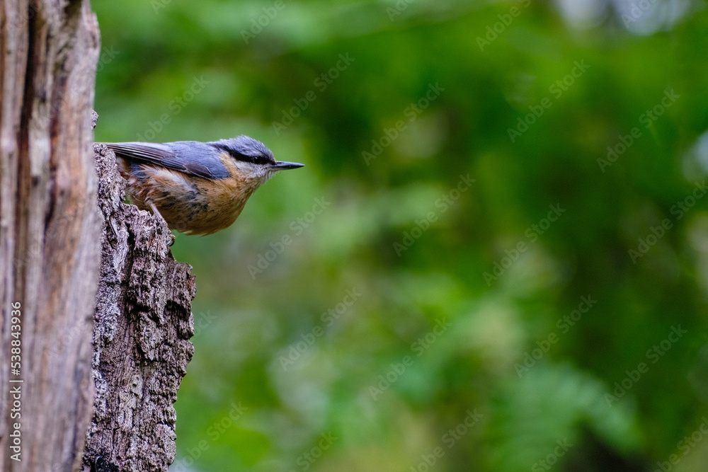Naklejka premium Boomklever - Nuthatch