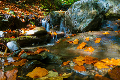 Fototapeta Naklejka Na Ścianę i Meble -  water flow in the forest, autumn landscape. water in slow motion