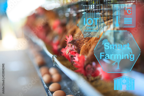 Eggs chickens hens in cages industrial farm and Smart agriculture farming AOT concept.