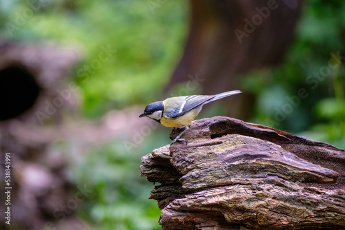 Koolmees - Great tit photo