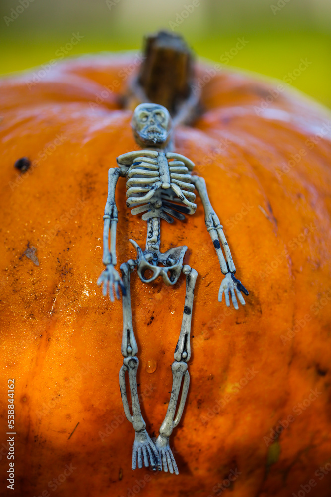 Skeleton Lying On Pumpkin Halloween Postcard Funny Party Invitation