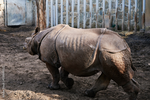 Rhinoceros in Zoo. Indian rhinoceros portrait