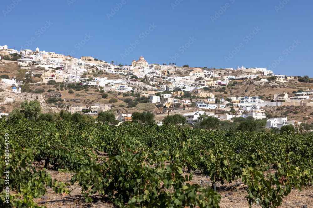 Fototapeta premium Assyrtiko - indigenous wine grape in wineyard on Santorini Island, Greece