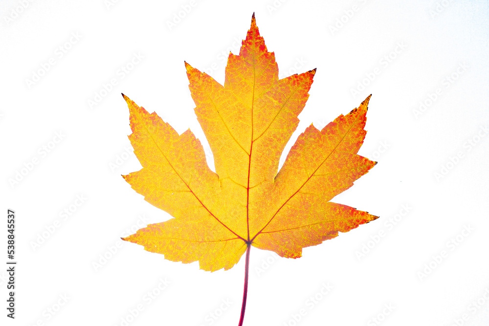 One Yellow autumn maple leaf isolated on white background One Yellow autumn maple leaf isolated on white background
