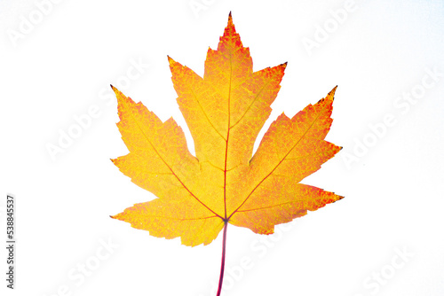 One Yellow autumn maple leaf isolated on white background