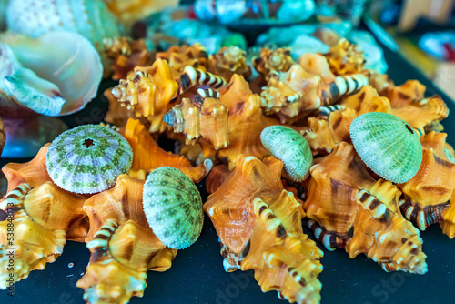 Single sea shell of marine snail displayed in souvenir market. This is a species of predatory sea snail, a marine gastropod mollusk in the family Muricidae. Undersea Animals. photo