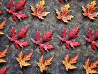 Foto auf Acrylglas Pantone 2023 Viva Magenta Maple leaves pattern on black background. Beautiful colorful red and yellow maples leaves backdrop. Autumn wallpaper.   © Olga Igumenova