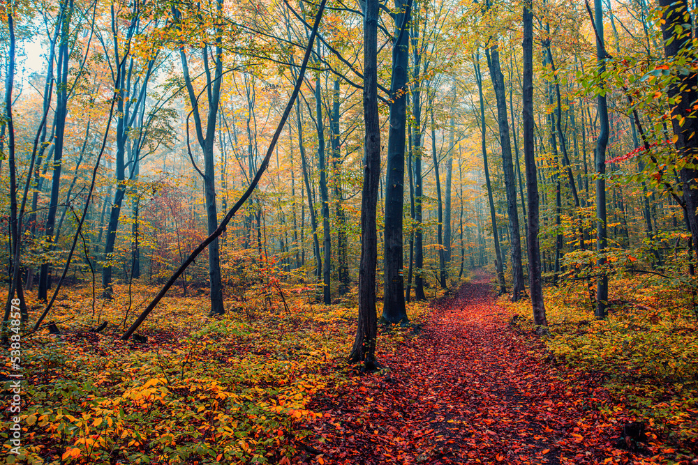 Obraz premium colorful autumn forest in the mist