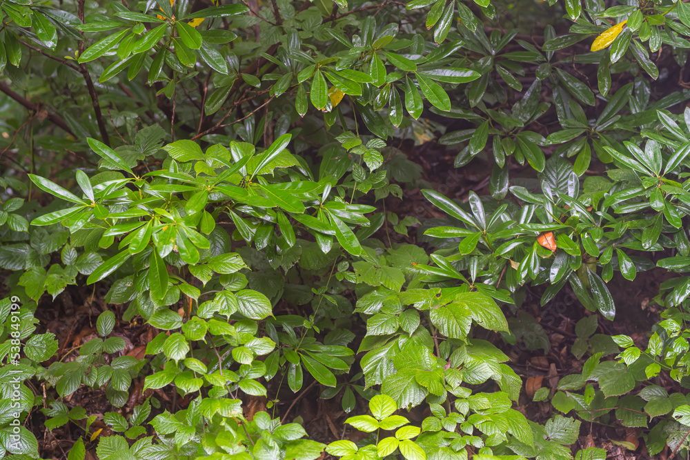 Obraz premium Carbon neutral or carbon net-zero concept background photo Carbon neutral or carbon net-zero concept background photo. Low angle view of lush forest.