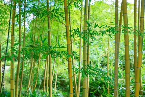 竹林のある日本庭園の風景