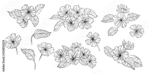 Pear flowers and leaves isolated on white. Hand drawn line illustration.