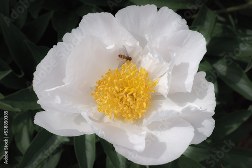 Beautiful peony flower in a garden surraunded by green leaves with a pollinating bee photo