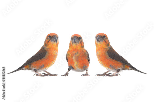 male red crossbills (loxia curvirostra) isolated on white background