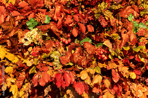 Autumn colors leaves, berries and flowers background