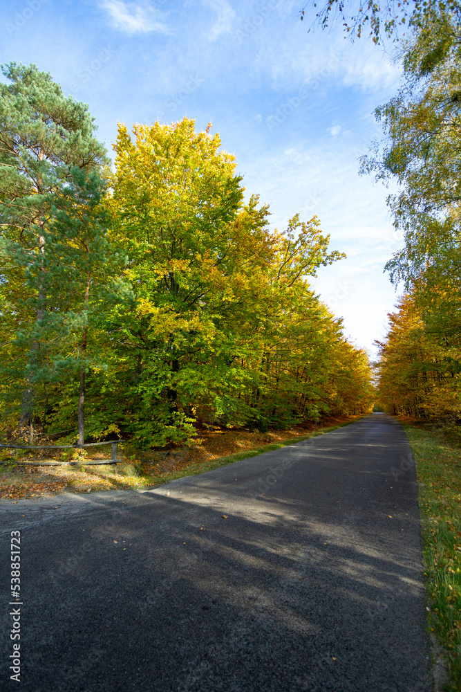 Las jesienią - Autumn forest