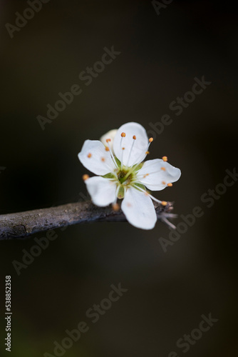 close up white flower