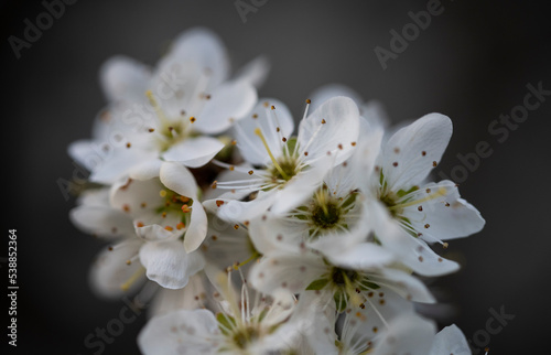 close up of white flower