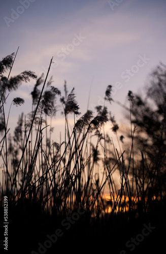 sunset in the field