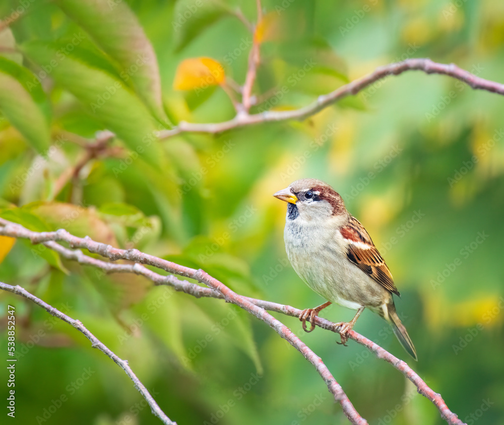 Fototapeta premium House sparrow Passer domesticus male on a branch