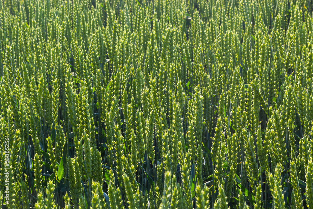 Obraz premium agricultural field where green rye grows, agriculture for obtaining grain crops, rye is young and green and still immature, close - up of the agricultural crop rye