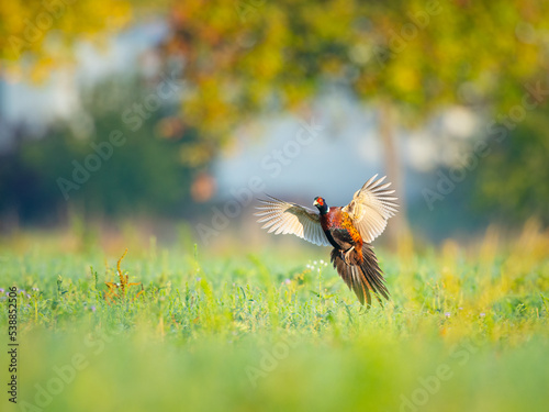 Slika na platnu Pheasant - Phasianus colchicus - in flight