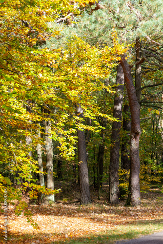 Las jesienią - Autumn forest