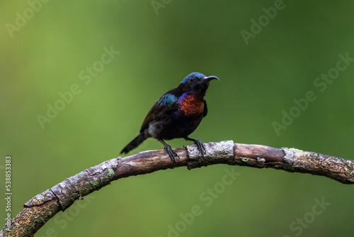 Male Copper-throated sunbird perching on the tree branch.