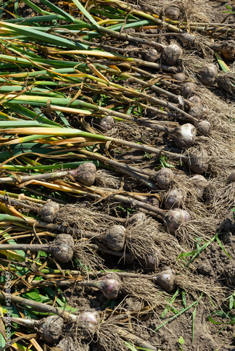 Garlic: Bunch of fresh garlic harvest on soil ground. Freshly dug heads of garlic bulbs