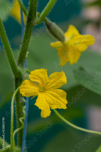 blooming ovary of young fresh organic vegetable  growing cucumbers on the field. Spring agricultural background