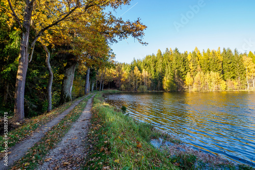 Autumn forest scenery with a road of autumn leaves. Footpath in the scene of autumn forest nature.