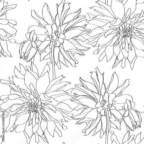 Dahlia. Seamless pattern of black line dahlia flowers. Floral background.