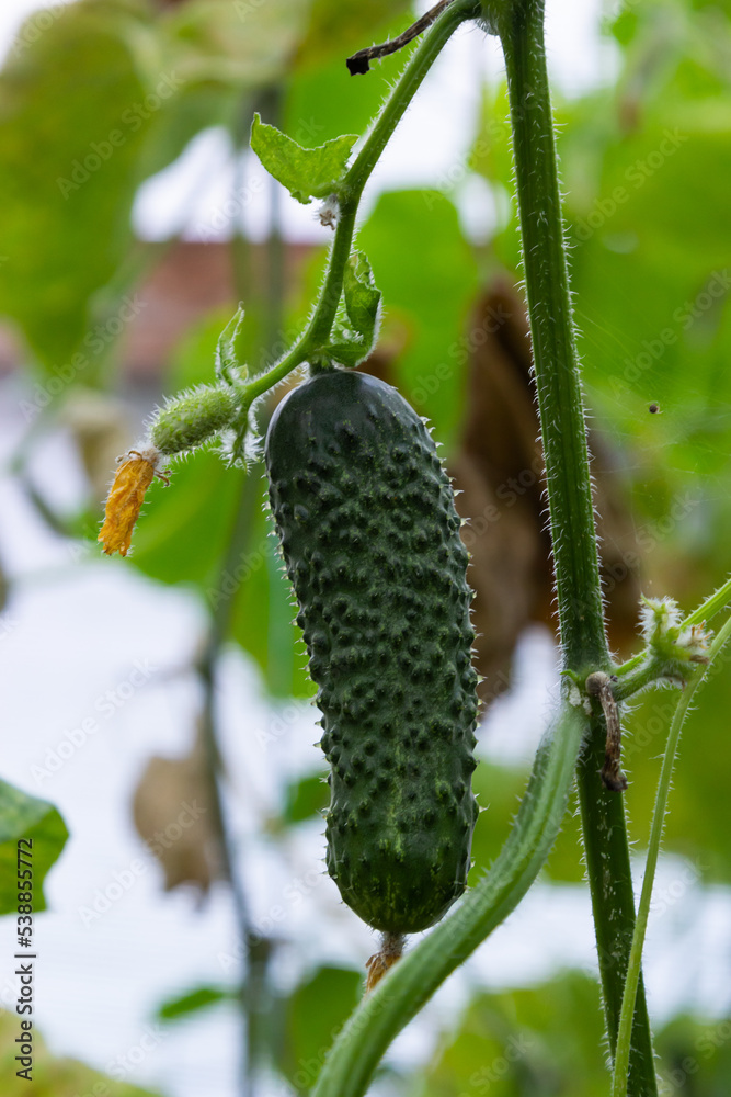 Young green cucumbers vegetables hanging on lianas of cucumber plants in green house