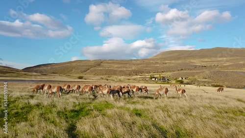 Llamas graze in their natural habitat. Llamas in the fields of patagonia