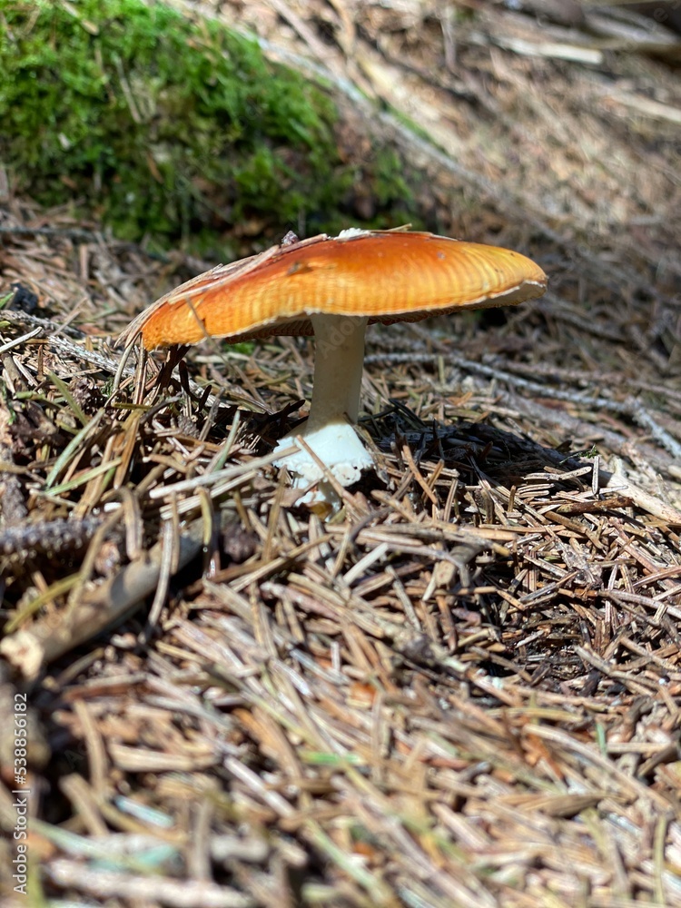 Fliegenpilz Fliegenpilz