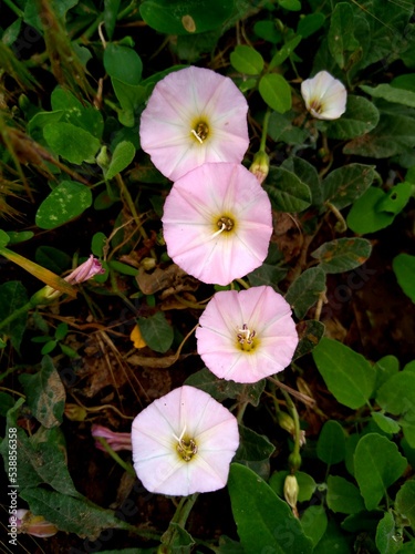 pink rose bush