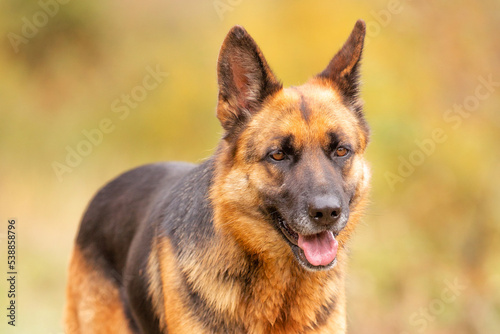 Adorable close-up German shepherd standing in autumn park  colorful trees background