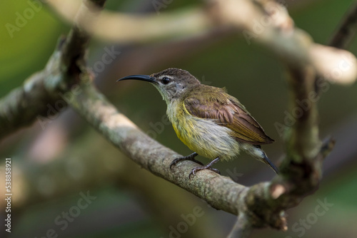 Female Copper-throated sunbird perching on the tree branch.