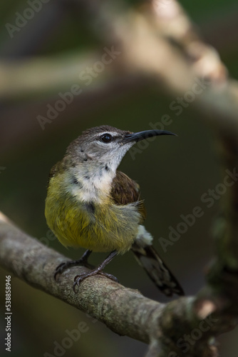 Female Copper-throated sunbird perching on the tree branch.