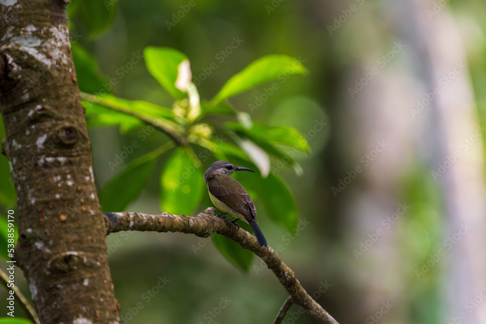 Female Copper-throated sunbird perching on the tree branch. Female Copper-throated sunbird perching on the tree branch.