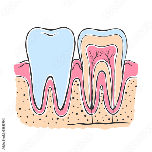 Anatomy of the tooth. Sketch style drawing. Infographics in dentistry. Vector illustration