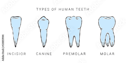 Types of human teeth. Sketch style drawing. Infographics in dentistry. Vector illustration