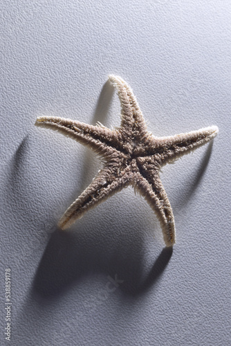 Alive starfish on white background