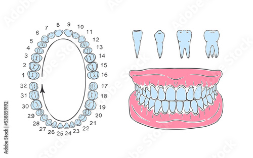 Human tooth jaw anatomy. Sketch style drawing. Infographics in dentistry. Vector illustration