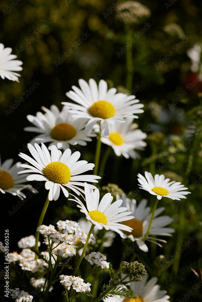 pretty white daisy flower field in denmark
