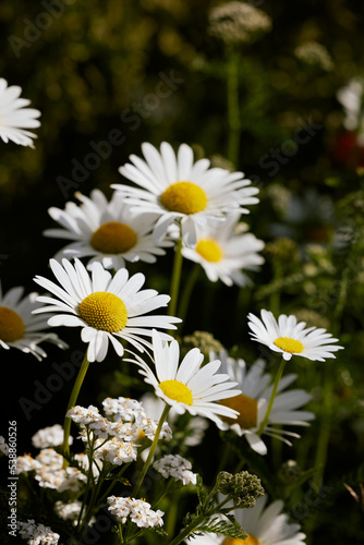 pretty white daisy flower field in denmark