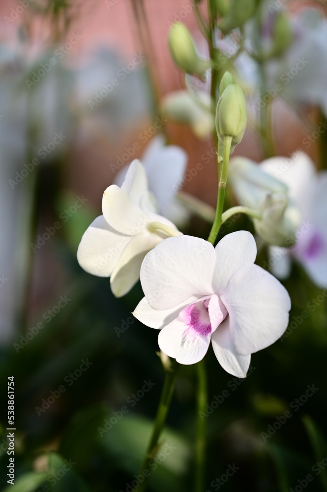 Fototapeta premium A close-up photo of orchid. Suitable for use as cards, menus or flyers. In festivals, it can add elegance and convey a good atmosphere.