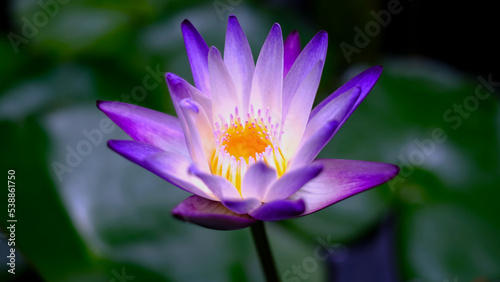 Close up of beautiful purple lotus flower for wallpaper or background